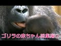 ゴリラ『キンタロウの1年』総集編②💗[Kyoto City Zoo] Gorilla "One Year of Kintaro" Omnibus②