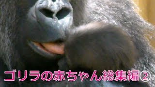 ゴリラ『キンタロウの1年』総集編②[Kyoto City Zoo] Gorilla 'One Year of Kintaro' Omnibus②
