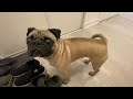 Pov coming home to a pug