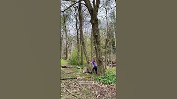 Thumbnail of We have TONS of dead ash trees leaning on other living trees, and they’re so unpredictable to cut d