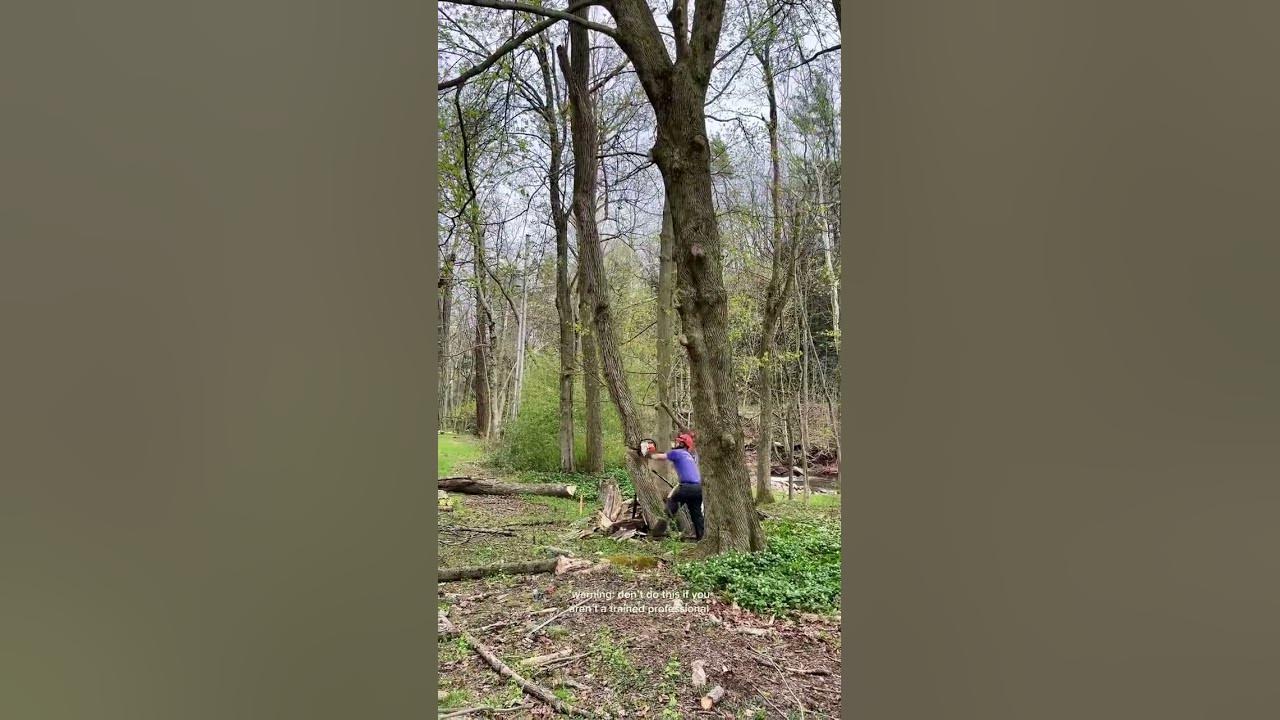 We have TONS of dead ash trees leaning on other living trees, and they’re so unpredictable to cut d We have TONS of dead ash trees leaning on other living trees, and they’re so unpredictable to cut d