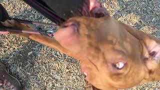 Attila Week 1 Tantrum At The Park Part 1