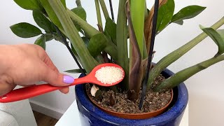 One Spoon Every 2 Weeks and Your ZZ Plant Will Grow New Leaves. This Fertilizer Is a Game Changer