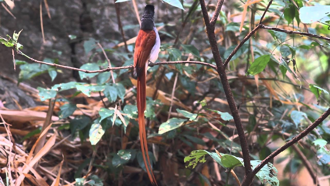Asian Paradise Flycatcher 