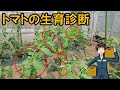 【トマトの生育診断】うちの中玉トマトは窒素過多です。