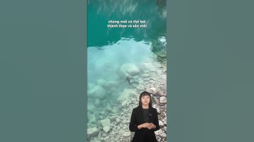 Hóa ra rái cá cũng phải học bơi #donghanhxanh #moitruong #hesinhthai