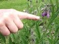 why permaculture folks love comfrey