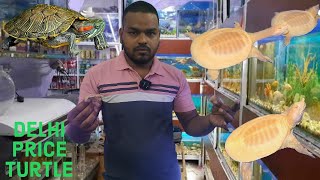 chinese turtle 4pice sale delhi shop parko aquarium best price red ear slider deal turtle. aquarium