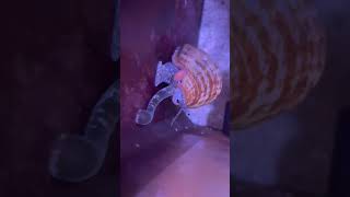 The Strawberry Conch’s Secret “Leap” – Tiny Snail, Big Impact!