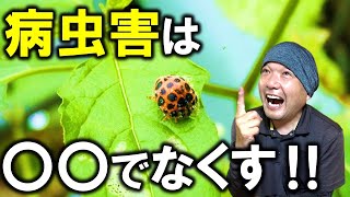 【自然農法的】虫害をなくすたった１つの方法