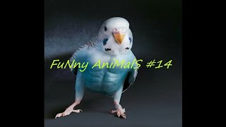 FuNny AniMalS #14 // Смешные видео с животными // Приколы с животными // Смешные животные 2020