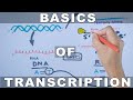 Overview of Transcription