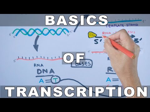 Video: Hvad er slutproduktet af transskription?