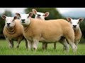 Texel Sheep | Meaty Lean Hardy