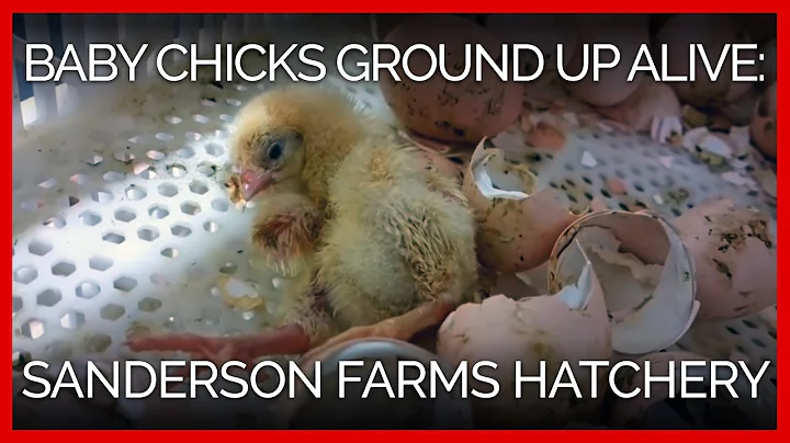 Baby Chicks Ground Up Alive at Sanderson Farms Hatchery