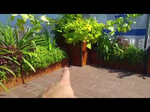 וִידֵאוֹ: גידול גן במרפסת: שימוש בגישה ביולוגית בגינה