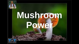 2252 - Mushroom Power - How To Turn A Mushroom Into A Supercapacitor