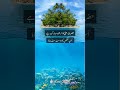 Hazrat Ali (A.s) #Allah #islam #viral #trendingshorts