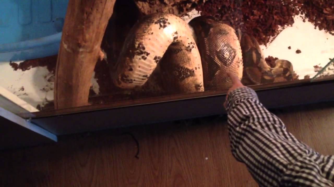 Snake kills bunny - YouTube