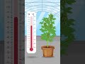 Cannabis Temperature Control