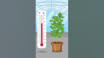 Cannabis Temperature Control