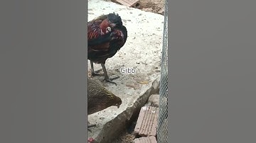 Gà rừng rặc nọc đang thay lông của @garungbinhbacr8256