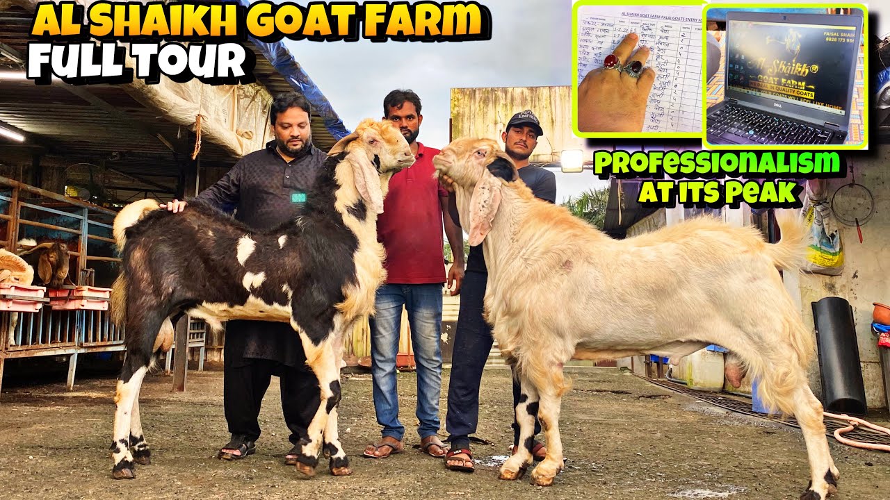 AL SHAIKH Goat Farm Full COMPLETE Tour| Weight Result in Monsoon| Professionalism at its PEAK