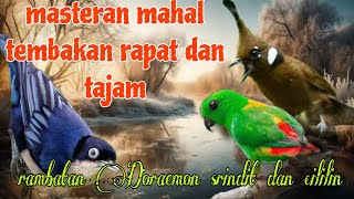 Masteran rapat dan tajam 🔥🔥 rambatan Doraemon srindit dan cililin