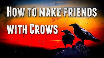 How to Make Friends with Crows