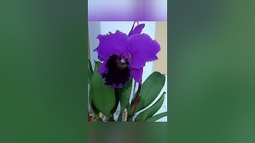 قراءة من سورة النمل الآيات (56-93) بصوت الشيخ صلاح بو خاطر