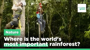 ‘First lung’: This rainforest could be the world’s most important carbon sink.