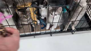 Kitten cuteness 😻