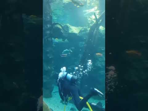 Аквалангист - YouTube