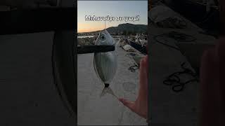 Μελανούρι σε ψωμί! #ψάρεμα #fishing #ψωμί