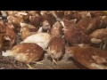 Plan de vacunación en gallinas ponedoras | La Finca de Hoy