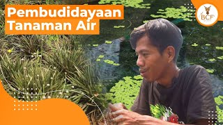 Budidaya Tanaman Air Gawir Aquatic