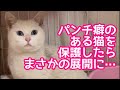 パンチ癖のある猫を保護したら、予想外の展開に…【捨て猫保護①】