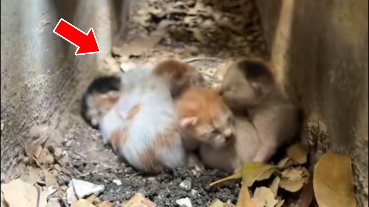 Newborn Kittens Trapped in a Storm Drain, Crying While Their Mother Waited Above