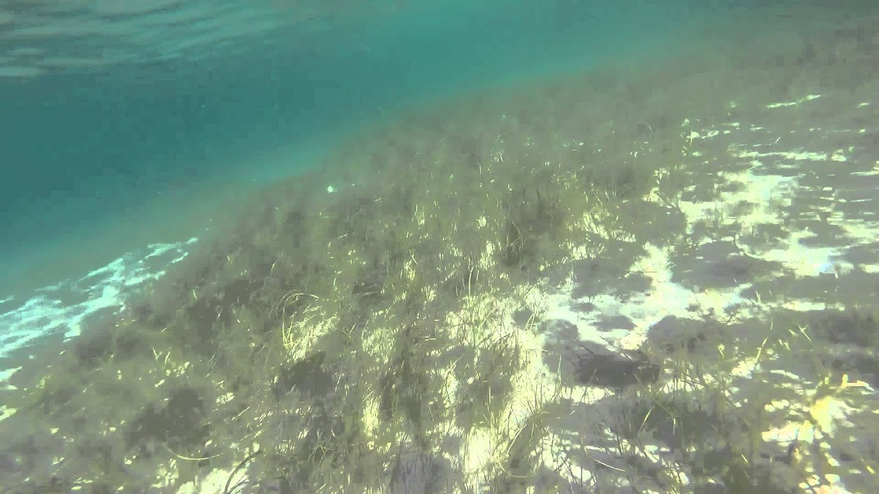 Snorkeling Jupiter Inlet YouTube