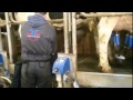 Milksolutions  heuptas en dairy towel wet