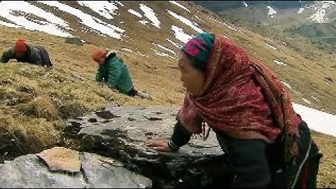 30 Ngày Ăn Tuyết Nằm Hang và Cái Kết Khi Săn Lùng "Thần Dược" Himalaya