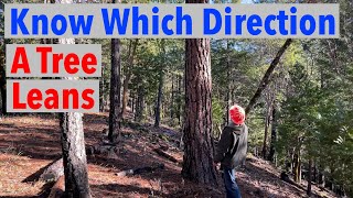 How To Know the Direction a Tree Leans
