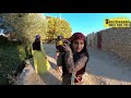 اهنگ گلباخی محمد امین غلامیاری اهنگ جدید محمد امین غلامیاری اهنگ گلباخی محمد امین غلامیاری اهنگ جدید محمد امین غلامیاری