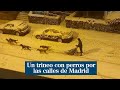 El misterioso trineo con perros que recorrió las calles de Madrid en plena nevada