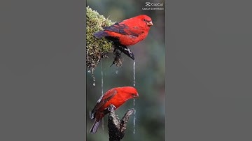 Transition Of Colors using Capcut 🔥