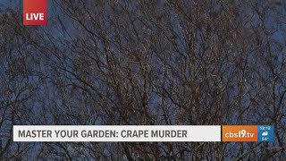 MASTERING YOUR GARDEN: Don't commit 'Crape Murder'