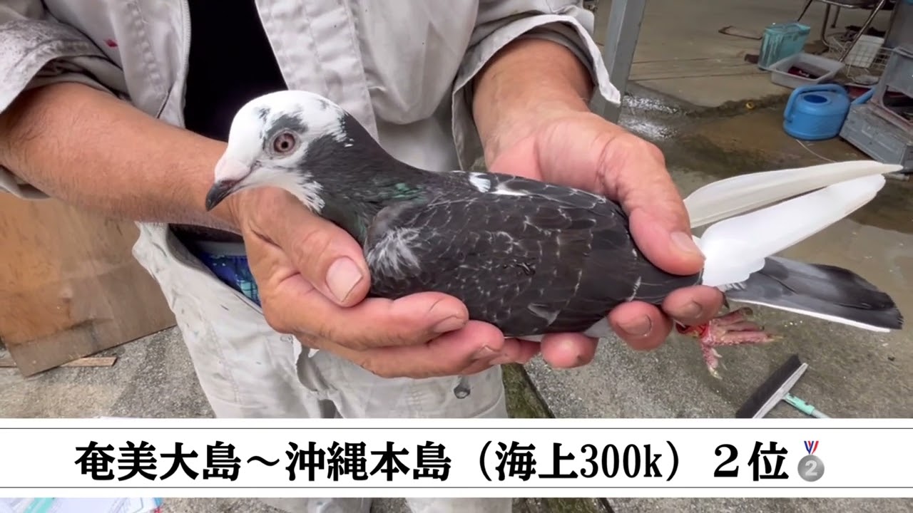 ときわ系　砂川鳩舎　訪問