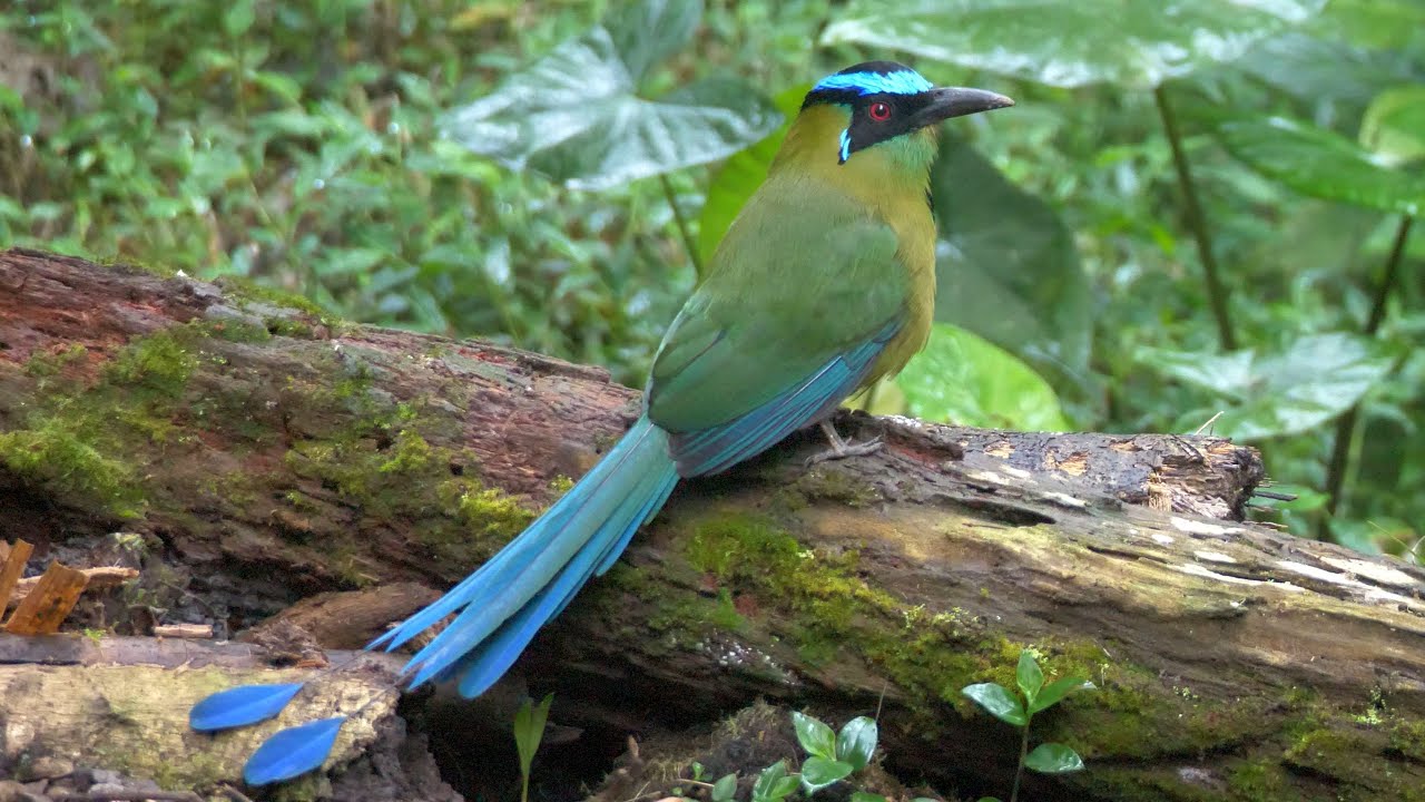 Andean Motmot and its Call