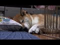 柴犬が飼い主をナメ腐った日の出来事