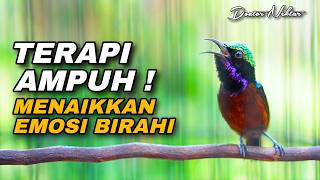 TERAPI AMPUH KOLIBRI NINJA GACOR COCOK UNTUK PANCINGAN MENAIKKAN EMOSI BIRAHI KONIN BAHAN TROTOL